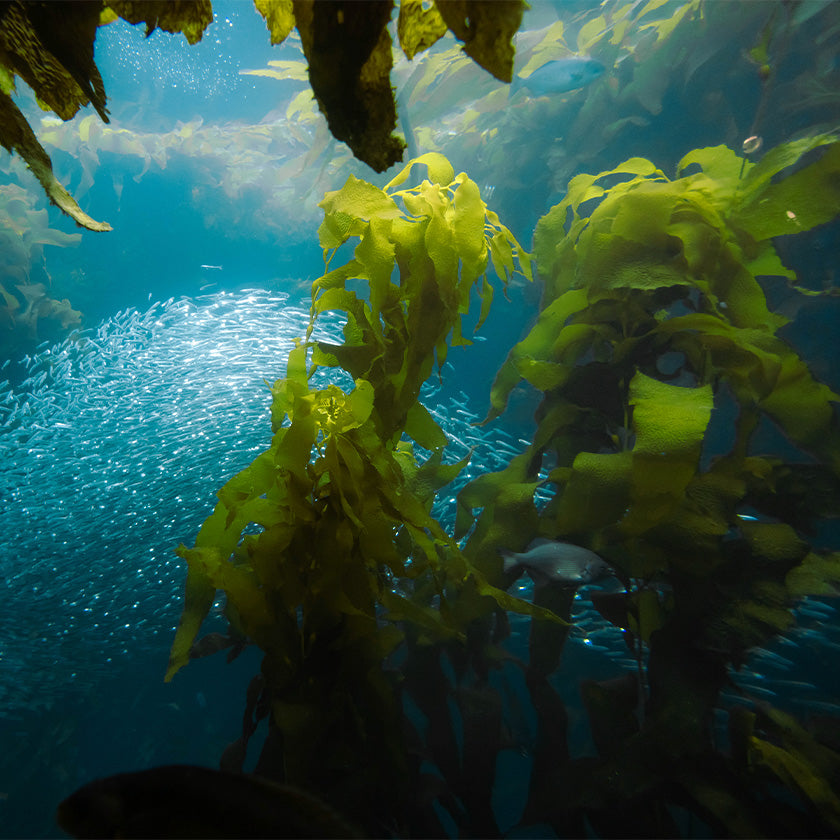 Health Benefits Of Kelp