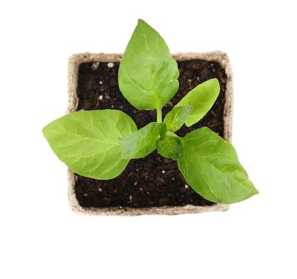 Small vegetable growing in a pot.